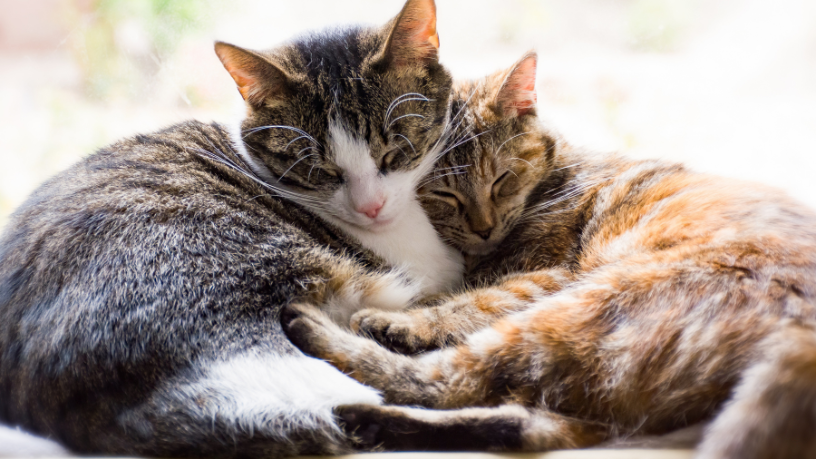 Gatos também sentem o frio: rinotraqueíte felina exige atenção redobrada no inverno