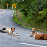 Câmara aprova plano para reduzir mortes de animais silvestres em rodovias brasileiras