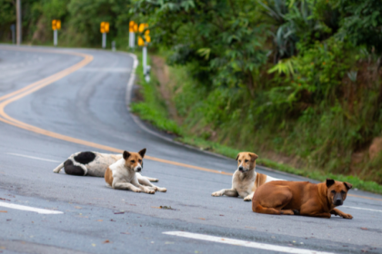Câmara aprova plano para reduzir mortes de animais silvestres em rodovias brasileiras