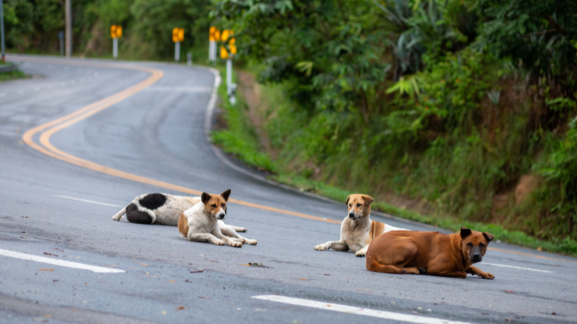 Câmara aprova plano para reduzir mortes de animais silvestres em rodovias brasileiras