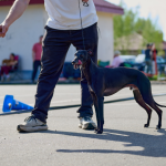 PET South America 2026 estreia demonstrações de esportes caninos em São Paulo