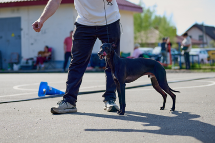 PET South America 2026 estreia demonstrações de esportes caninos em São Paulo