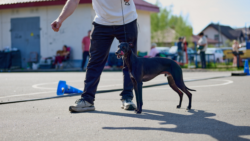 PET South America 2026 estreia demonstrações de esportes caninos em São Paulo