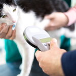 Estudo aponta sinais de ansiedade de separação em gatos e como identificá-los