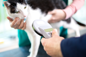 Estudo aponta sinais de ansiedade de separação em gatos e como identificá-los