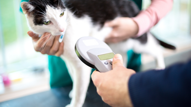 Estudo aponta sinais de ansiedade de separação em gatos e como identificá-los