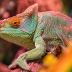 Projeto de lei quer proibir venda de animais silvestres e exóticos como pets no Brasil