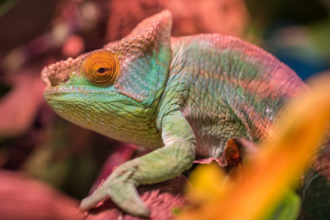 Projeto de lei quer proibir venda de animais silvestres e exóticos como pets no Brasil