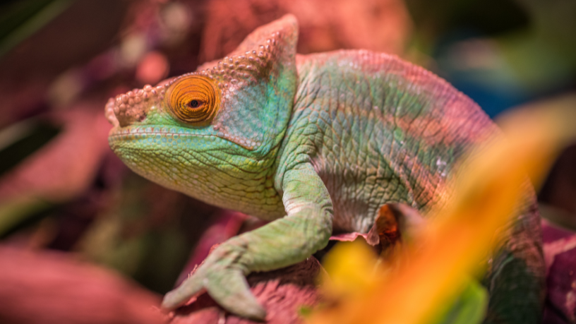 Projeto de lei quer proibir venda de animais silvestres e exóticos como pets no Brasil