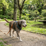 Cachorro idoso pode continuar ativo: veja como adaptar a rotina e cuidar melhor do pet na terceira idade