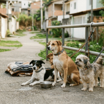 Dia Mundial do Cachorro reforça alerta: Brasil tem cerca de 60 milhões de cães e cuidado vai além do carinho
