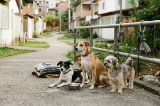 Dia Mundial do Cachorro reforça alerta: Brasil tem cerca de 60 milhões de cães e cuidado vai além do carinho