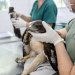 Aves silvestres resgatadas durante fiscalização são encaminhadas para atendimento especializado