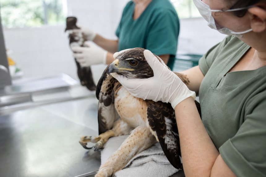 Aves silvestres resgatadas durante fiscalização são encaminhadas para atendimento especializado