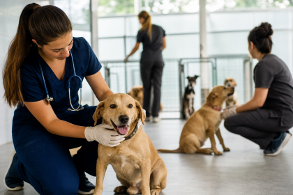 Cães resgatados recebem cuidados de profissionais em abrigo de proteção animal