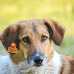 Close de um cão usando uma etiqueta de identificação na orelha, ao ar livre.