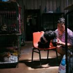 Mulher alimenta um cão em um abrigo para animais, com gatos em gaiolas ao fundo.