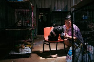 Mulher alimenta um cão em um abrigo para animais, com gatos em gaiolas ao fundo.