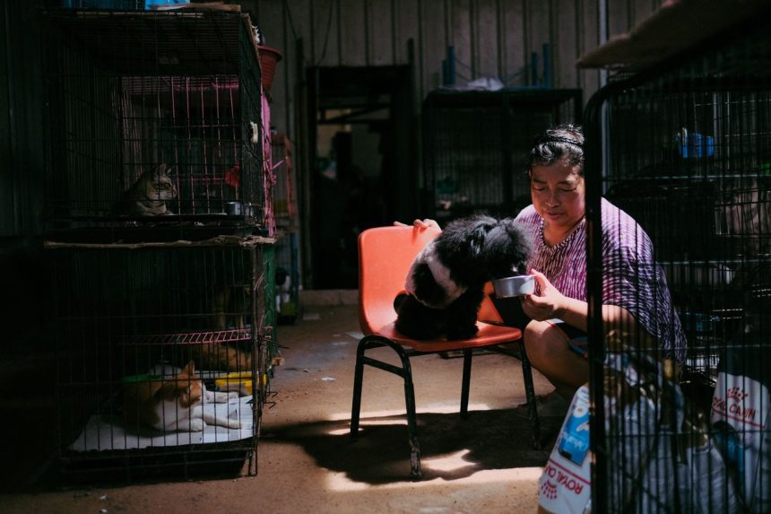 Mulher alimenta um cão em um abrigo para animais, com gatos em gaiolas ao fundo.