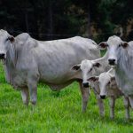 Quatro bovinos da raça Nelore em uma pastagem verde