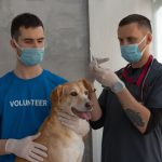 Veterinário aplica uma injeção em um cão, com o auxílio de uma voluntária, em uma clínica.