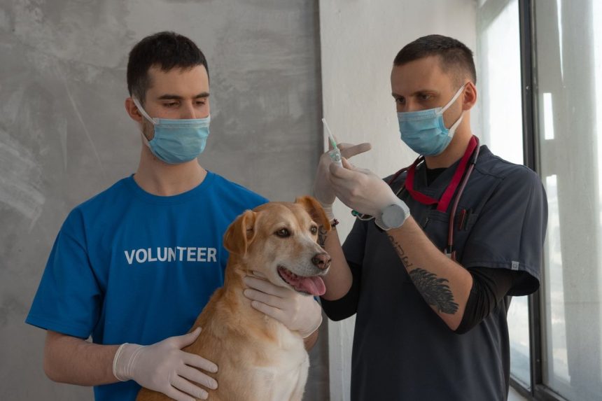Veterinário aplica uma injeção em um cão, com o auxílio de uma voluntária, em uma clínica.