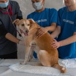 Veterinária e voluntários cuidam de um cachorro durante um atendimento em uma clínica.
