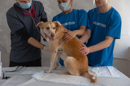 Veterinária e voluntários cuidam de um cachorro durante um atendimento em uma clínica.