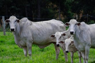 Quatro bovinos da raça Nelore em uma pastagem verde