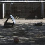 Cães em um canil com área externa de recreação equipada com pneus e uma bola.
