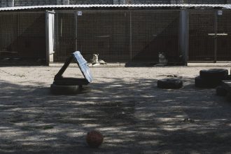 Cães em um canil com área externa de recreação equipada com pneus e uma bola.