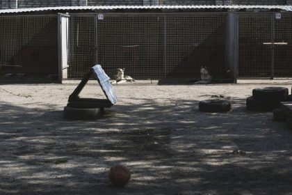 Cães em um canil com área externa de recreação equipada com pneus e uma bola.