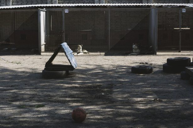 Cães em um canil com área externa de recreação equipada com pneus e uma bola.