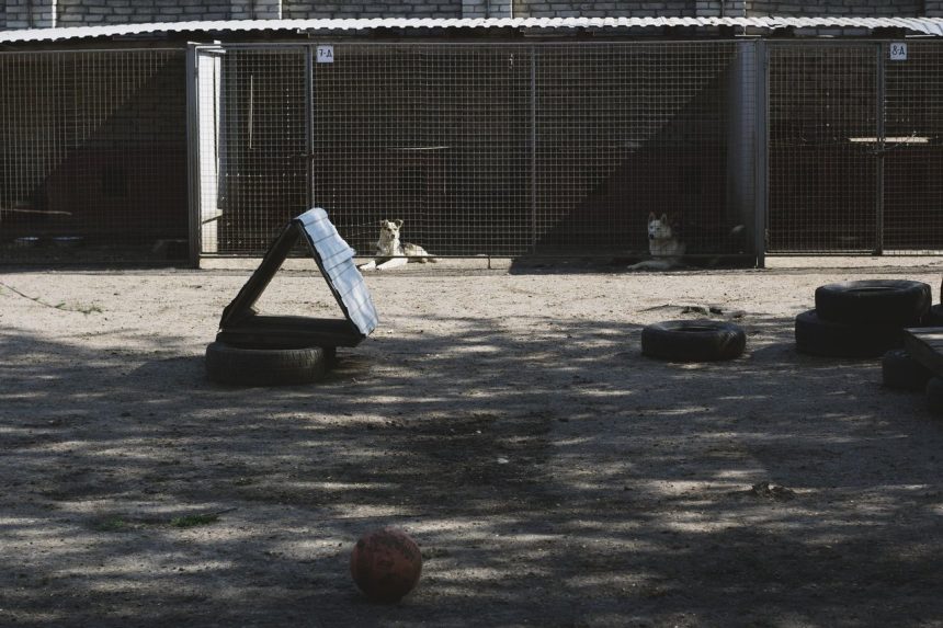Cães em um canil com área externa de recreação equipada com pneus e uma bola.