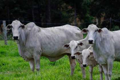 Quatro bovinos da raça Nelore em uma pastagem verde