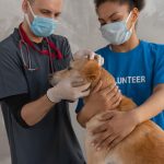 Veterinário e voluntário realizam exame de saúde em um cão em uma clínica.