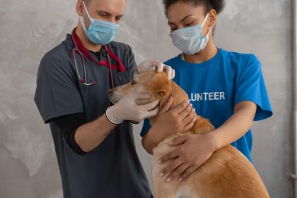 Veterinário e voluntário realizam exame de saúde em um cão em uma clínica.