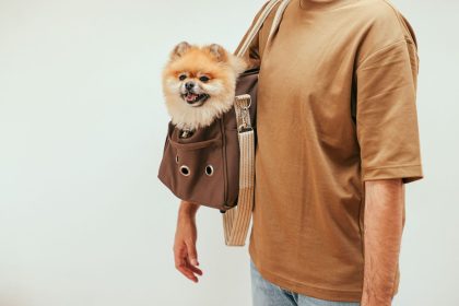 Cão em uma bolsa de transporte usada por uma pessoa em ambiente interno.