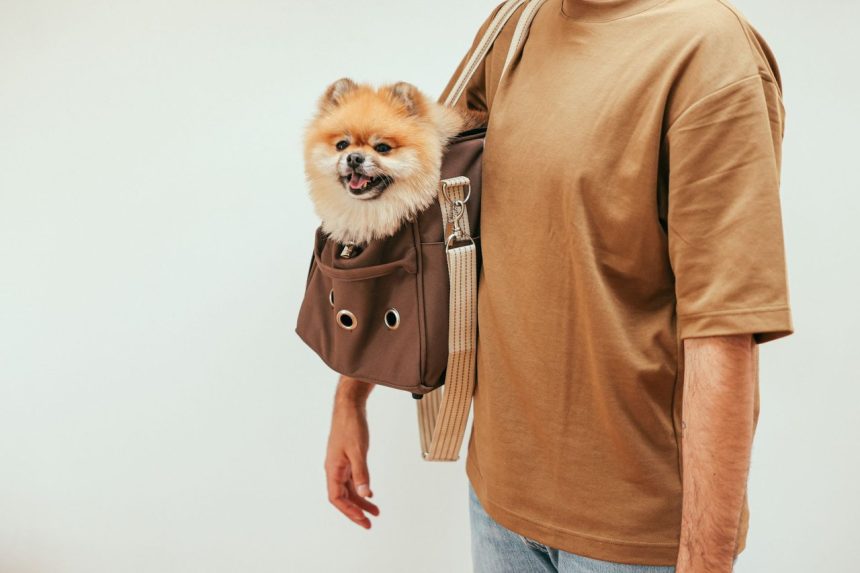 Cão em uma bolsa de transporte usada por uma pessoa em ambiente interno.