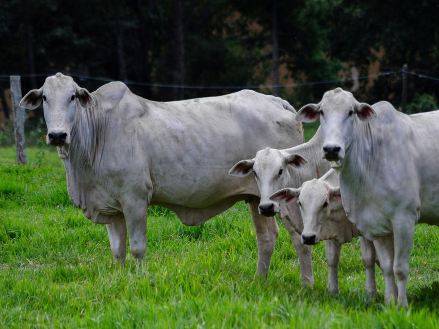 Quatro bovinos da raça Nelore em uma pastagem verde
