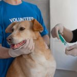 Veterinária aplica vacina em um cão segurado por um voluntário em uma clínica.
