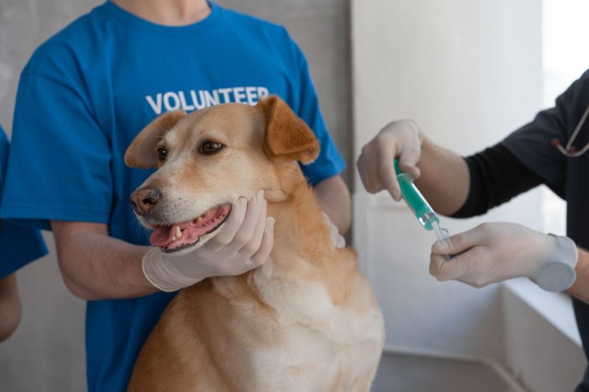 Veterinária aplica vacina em um cão segurado por um voluntário em uma clínica.