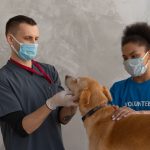 Veterinário e voluntário atendem um cão durante um exame em uma clínica veterinária.