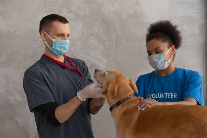 Veterinário e voluntário atendem um cão durante um exame em uma clínica veterinária.